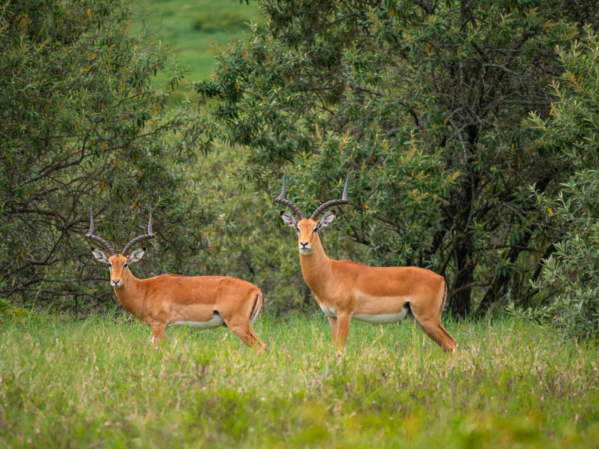 Il safari? Si fa a&nbsp;piedi