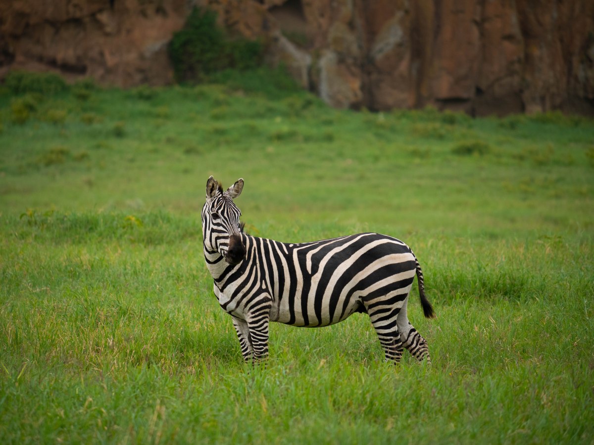 E un altro sogno si&nbsp;realizza